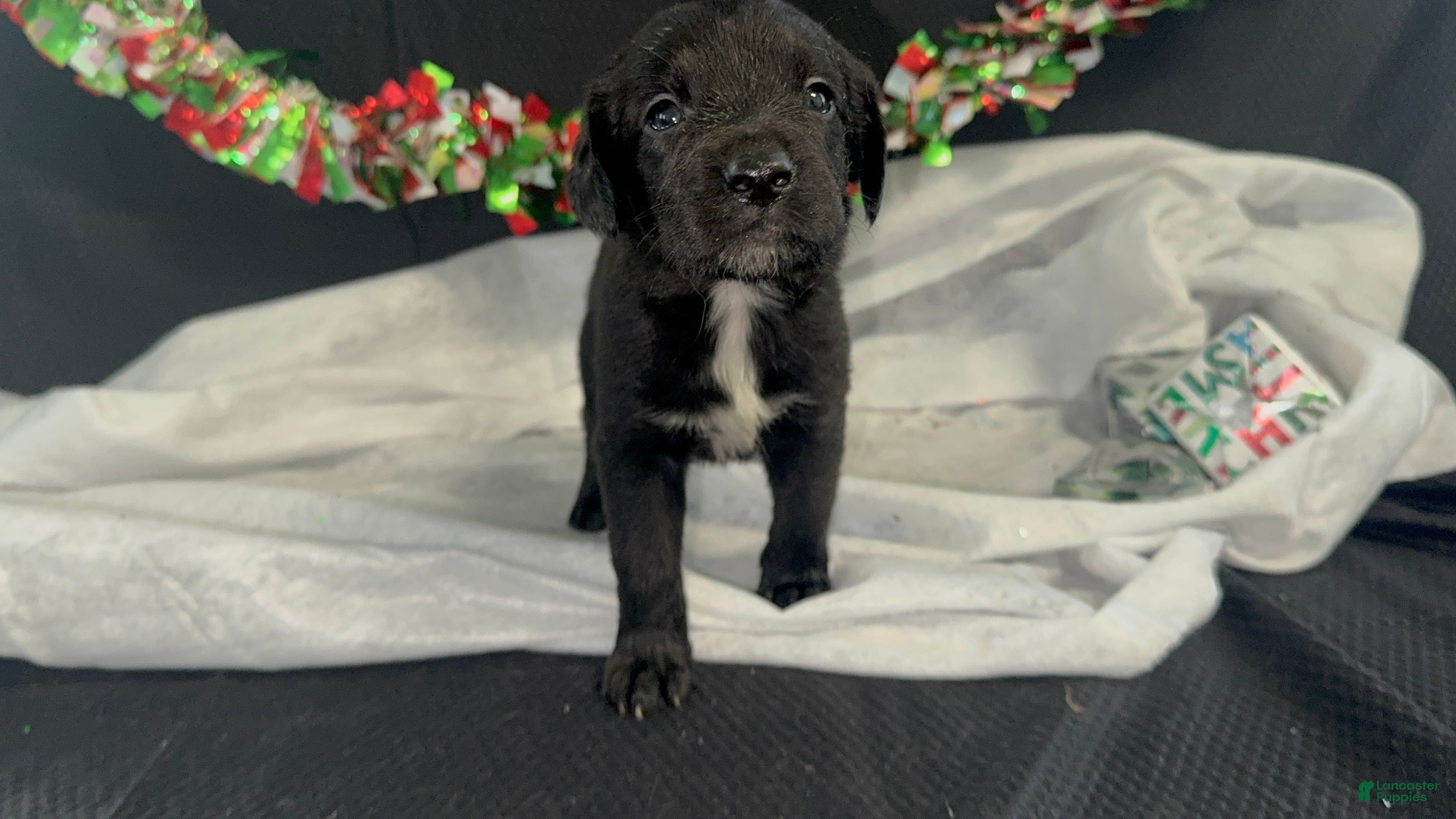 Mixed Breed dogs Ari - Ad 29