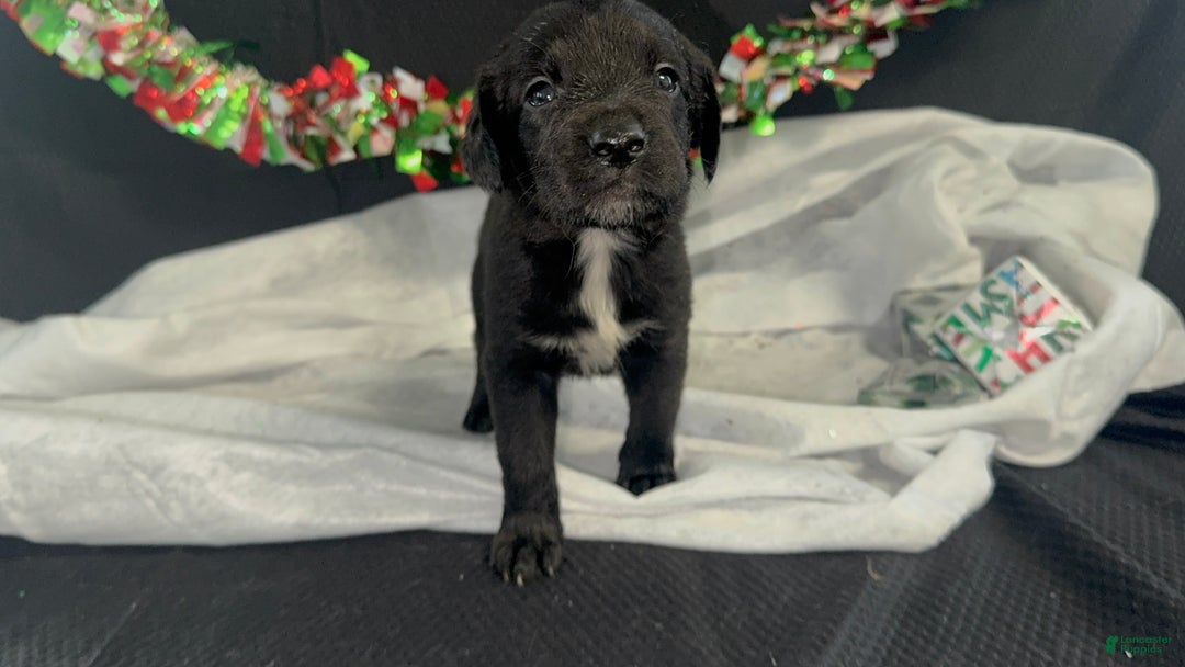 Mixed Breed dogs for sale: Ari - Ad 1