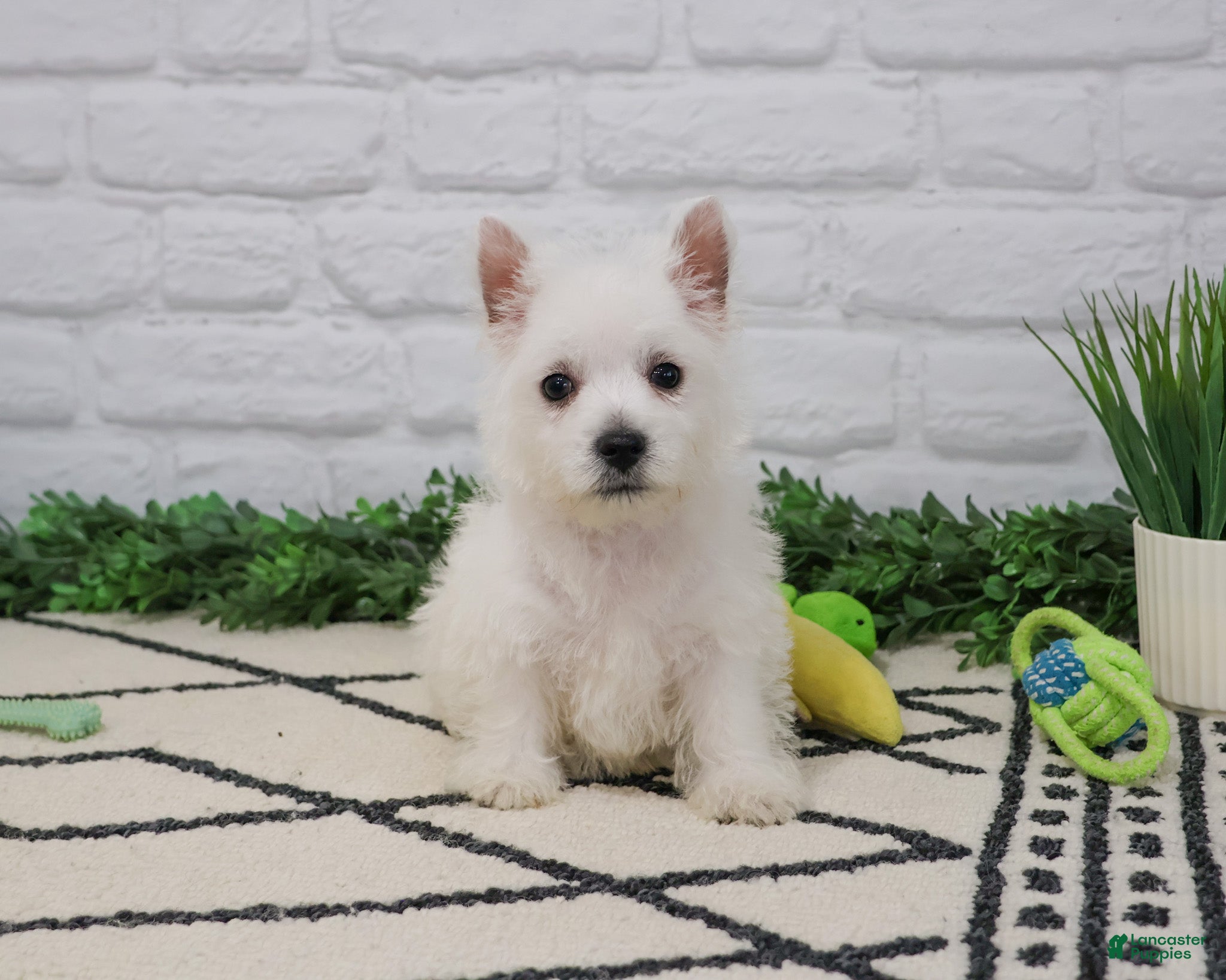 West Highland Terrier dogs Oscar  - Ad 6