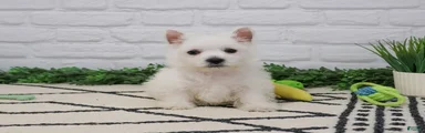Oscar 