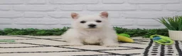 West Highland Terrier dogs for sale: Oscar  - Ad 1