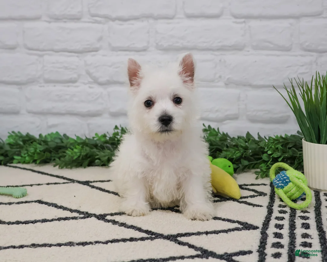 West Highland Terrier dogs for sale: Oscar  - Ad 1