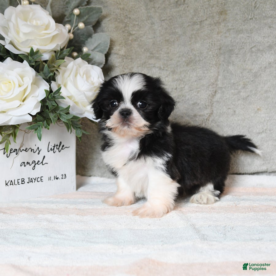 Shih Tzu dogs Quest - Ad 1