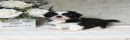 Shih Tzu dogs for sale: Quest - Ad 1