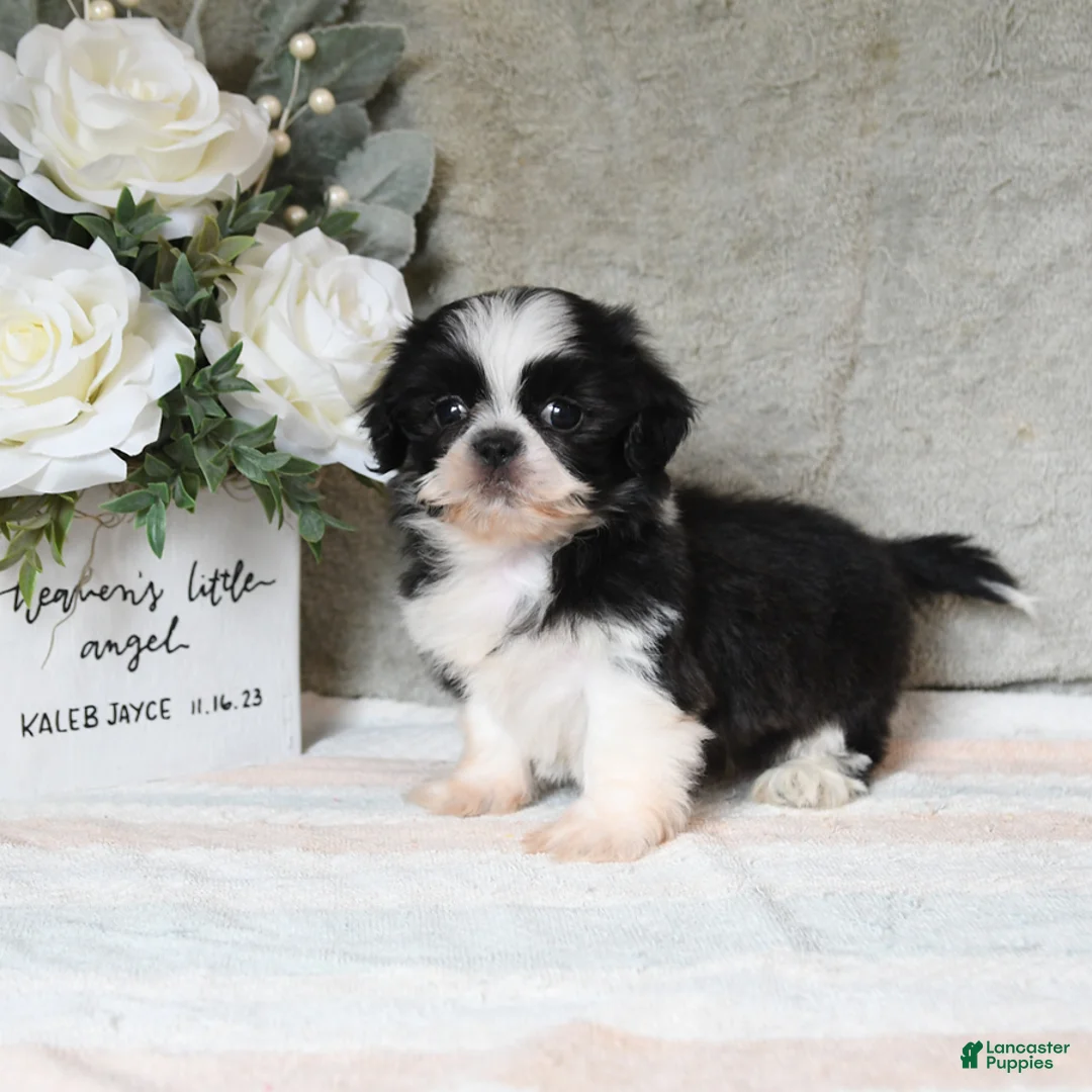 Shih Tzu dogs for sale: Quest - Ad 1