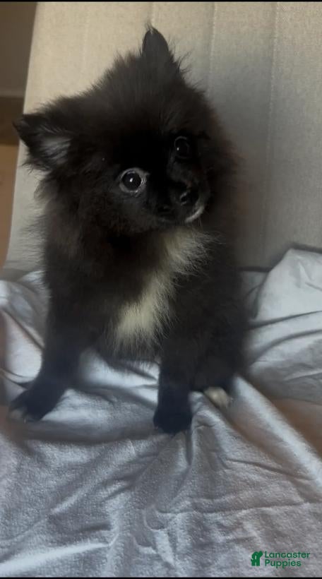Pomeranian dogs LuLu - Ad 36