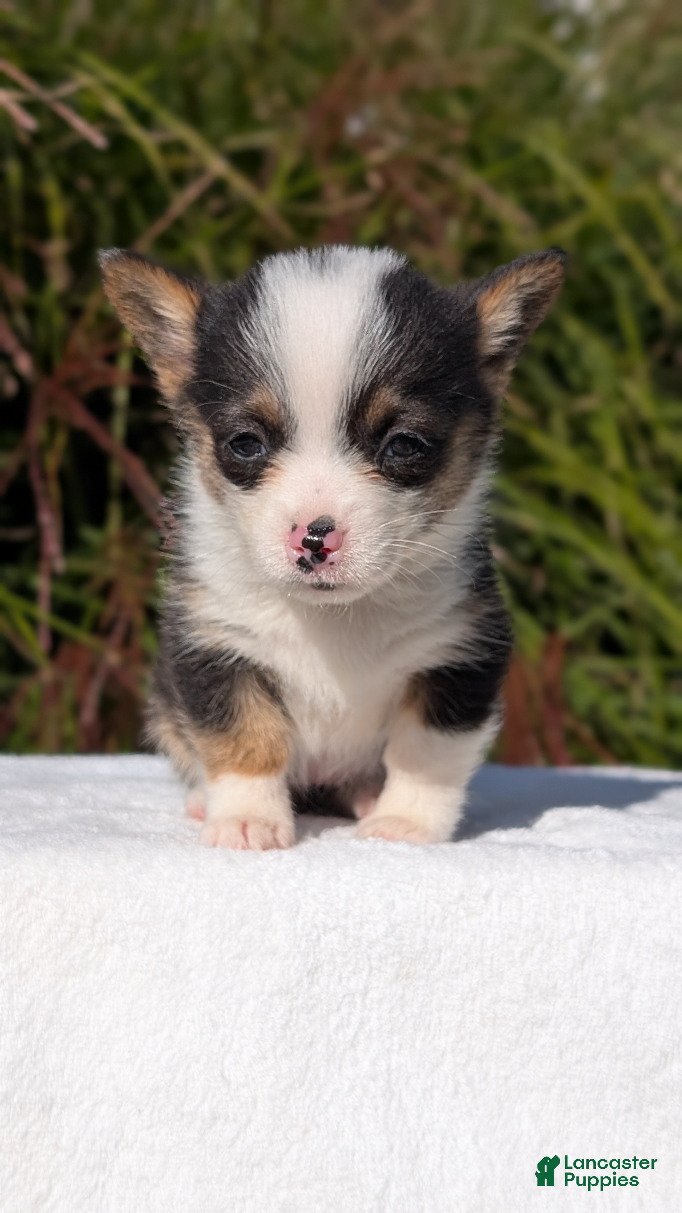 Welsh Corgi Pembroke dogs Willow - Ad 2
