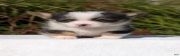 Welsh Corgi Pembroke dogs for sale: Willow - Ad 2