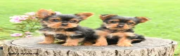 Yorkshire Terrier dogs for sale: Asher - Ad 5