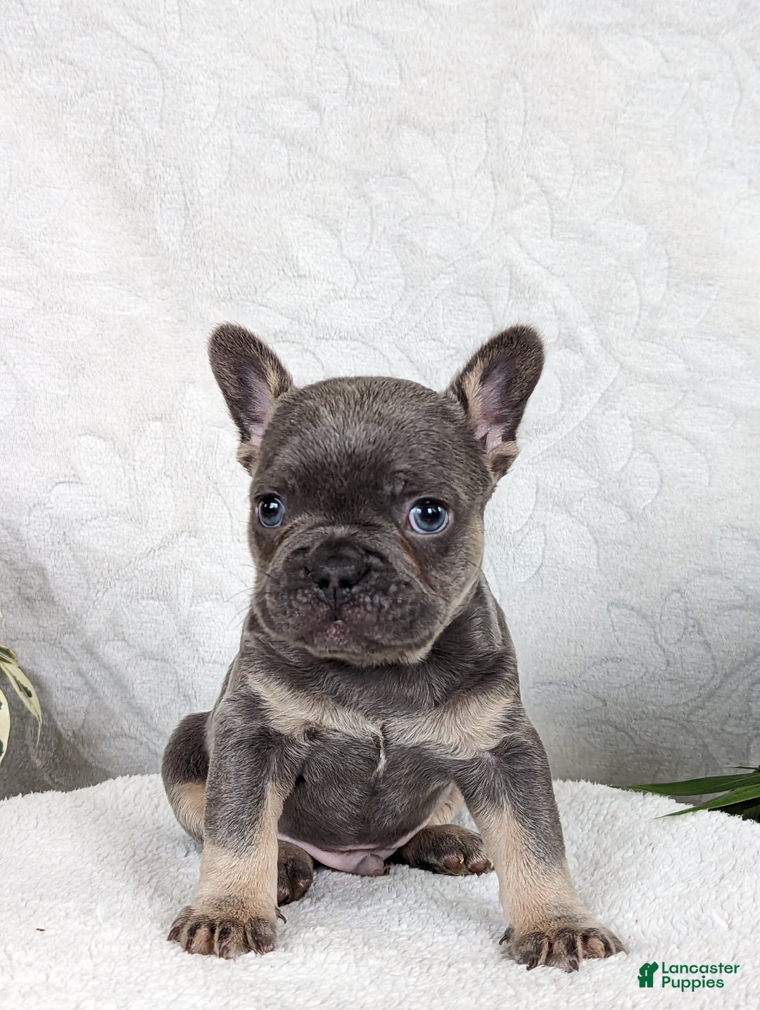 French Bulldog dogs for sale: Smokey - Ad 3