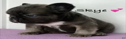 French Bulldog dogs for sale: Skye - Female French Bulldog  - Ad 3