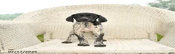 German Shorthaired Pointer dogs for sale: Dotty - Ad 4