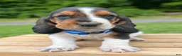 Basset Hound dogs for sale: Oscar - Ad 17