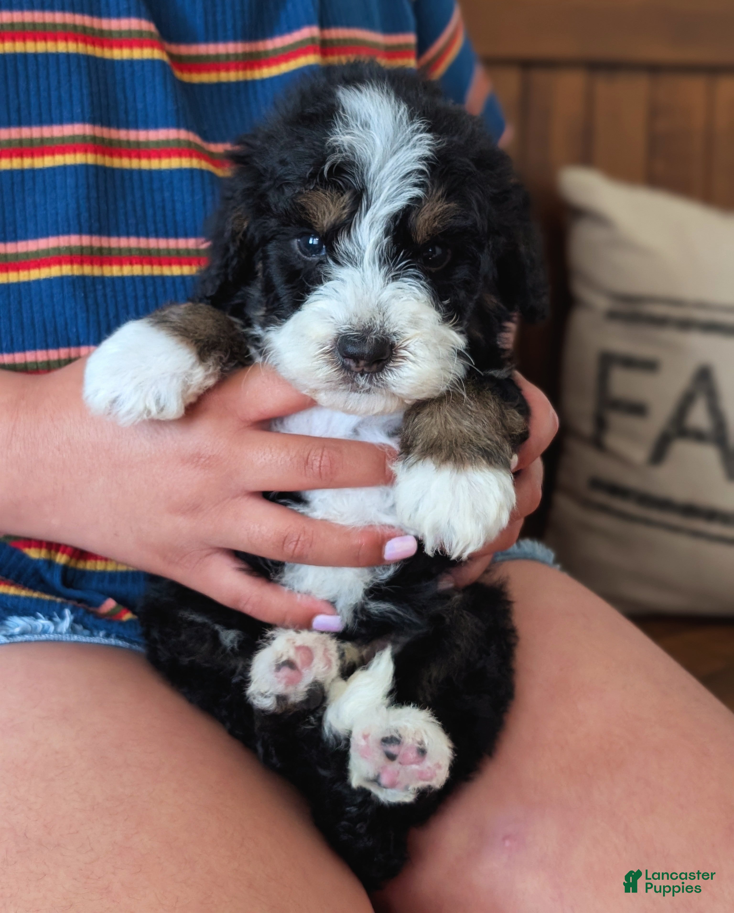 Mixed Breed dogs Sterling - Ad 1