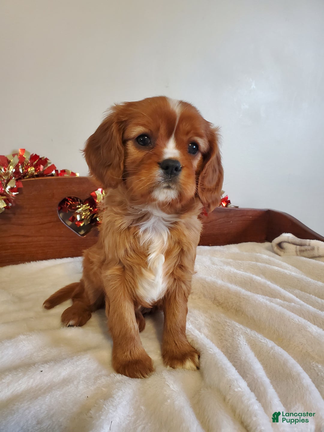 Cavalier King Charles Spaniel dogs for sale: DAISY - Ad 3
