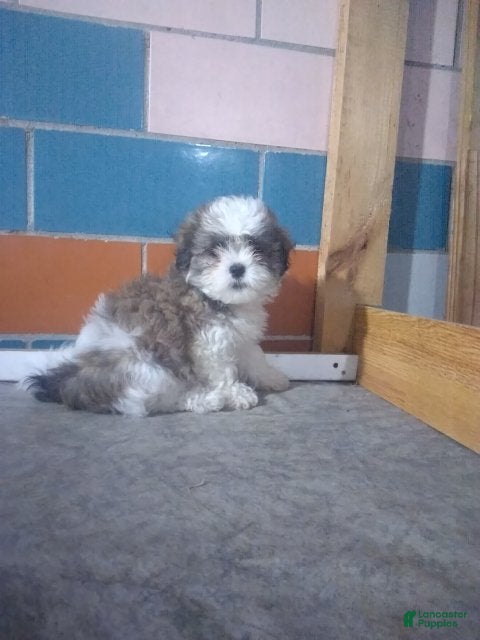 Sam