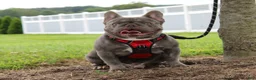 French Bulldog dogs for sale: Arnold - Ad 6
