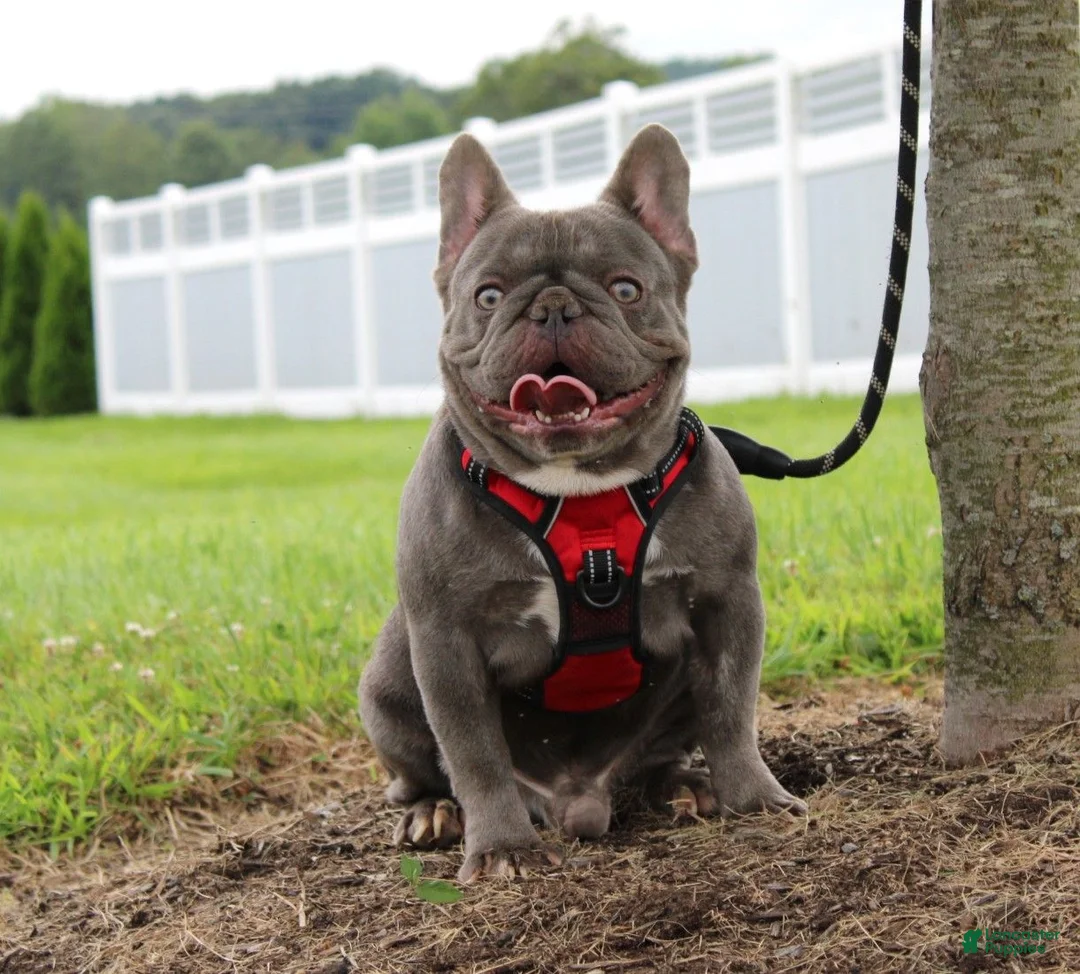 French Bulldog dogs for sale: Arnold - Ad 6