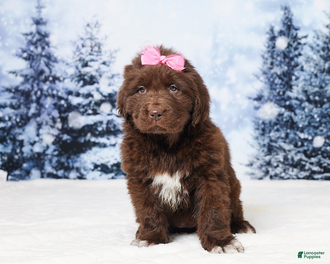 Newfoundland dogs for sale: Ginger - Ad 1