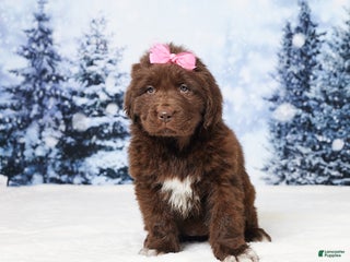 Newfoundland dogs Ginger - Ad 30