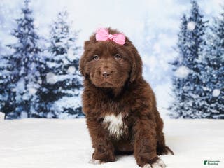 Newfoundland dogs Ginger - Ad 38