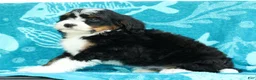 Mini Bernedoodle dogs for sale: Watson - Ad 8