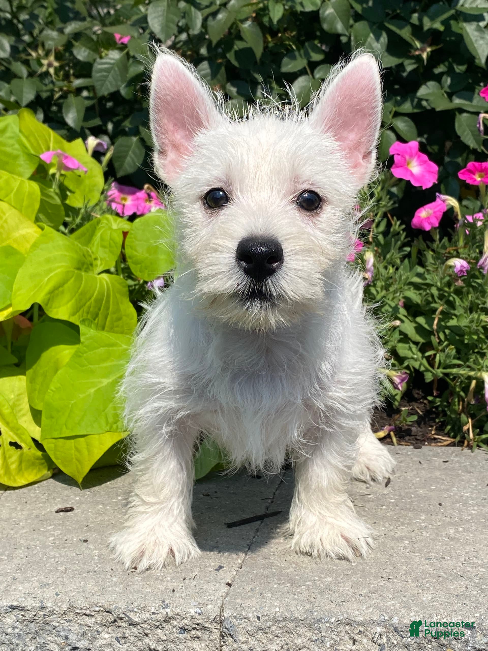 West Highland Terrier dogs Wynona - Ad 8