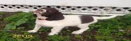 English Springer Spaniel dogs for sale: Titan - Ad 9