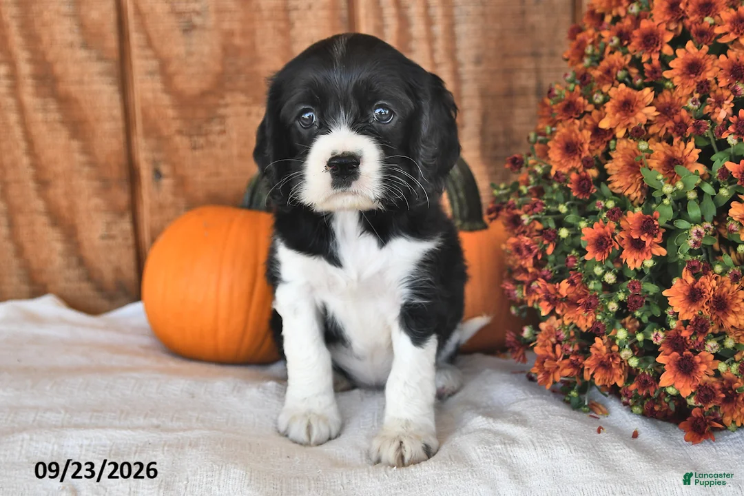 English Cocker Spaniel dogs for sale: Kandria - Ad 2