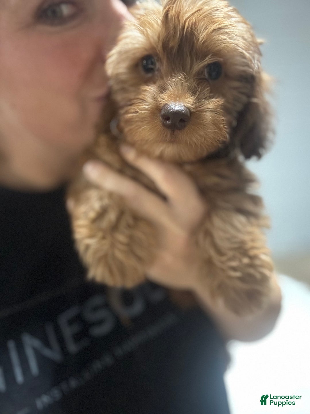 Miniature Dachshund dogs for sale: Marlo - Ad 10