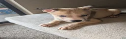 Pitsky dogs for sale: Celia - Ad 19