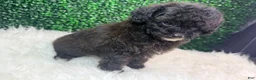 Toy Poodle dogs for sale: Inferno - Ad 7