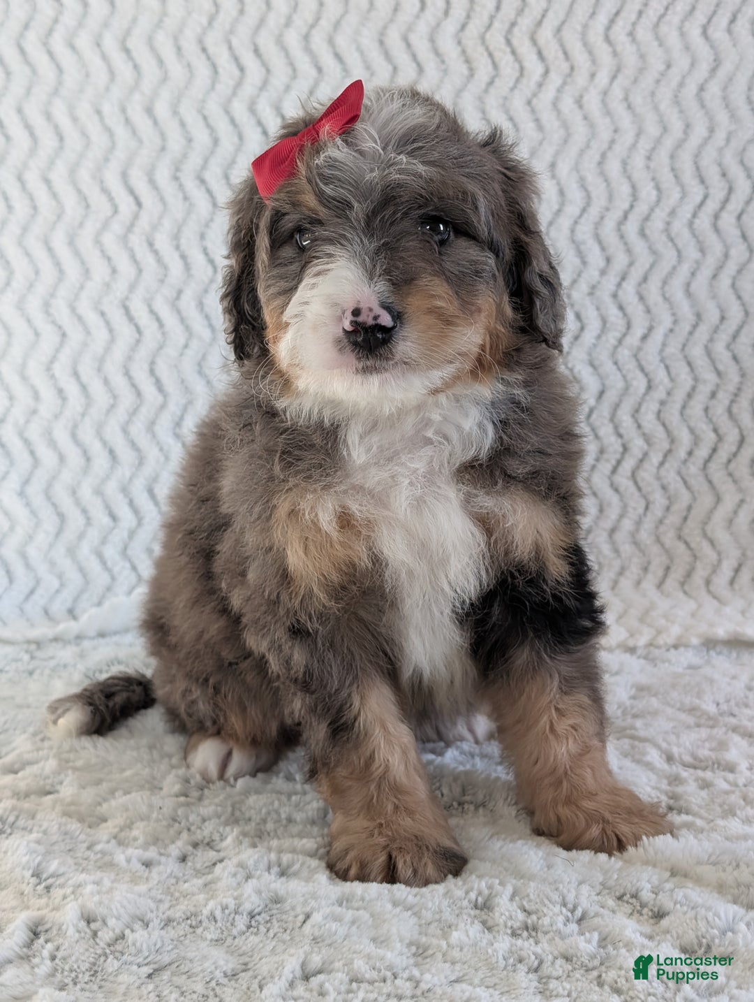 Mini Bernedoodle dogs for sale: Mini Banks  - Ad 8