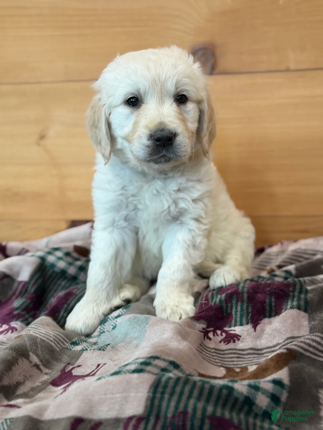 Golden Retriever dogs for sale: Harry - Ad 2