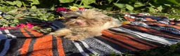 Yorkshire Terrier dogs for sale: Yorkshire Terrier 4 - Ad 5
