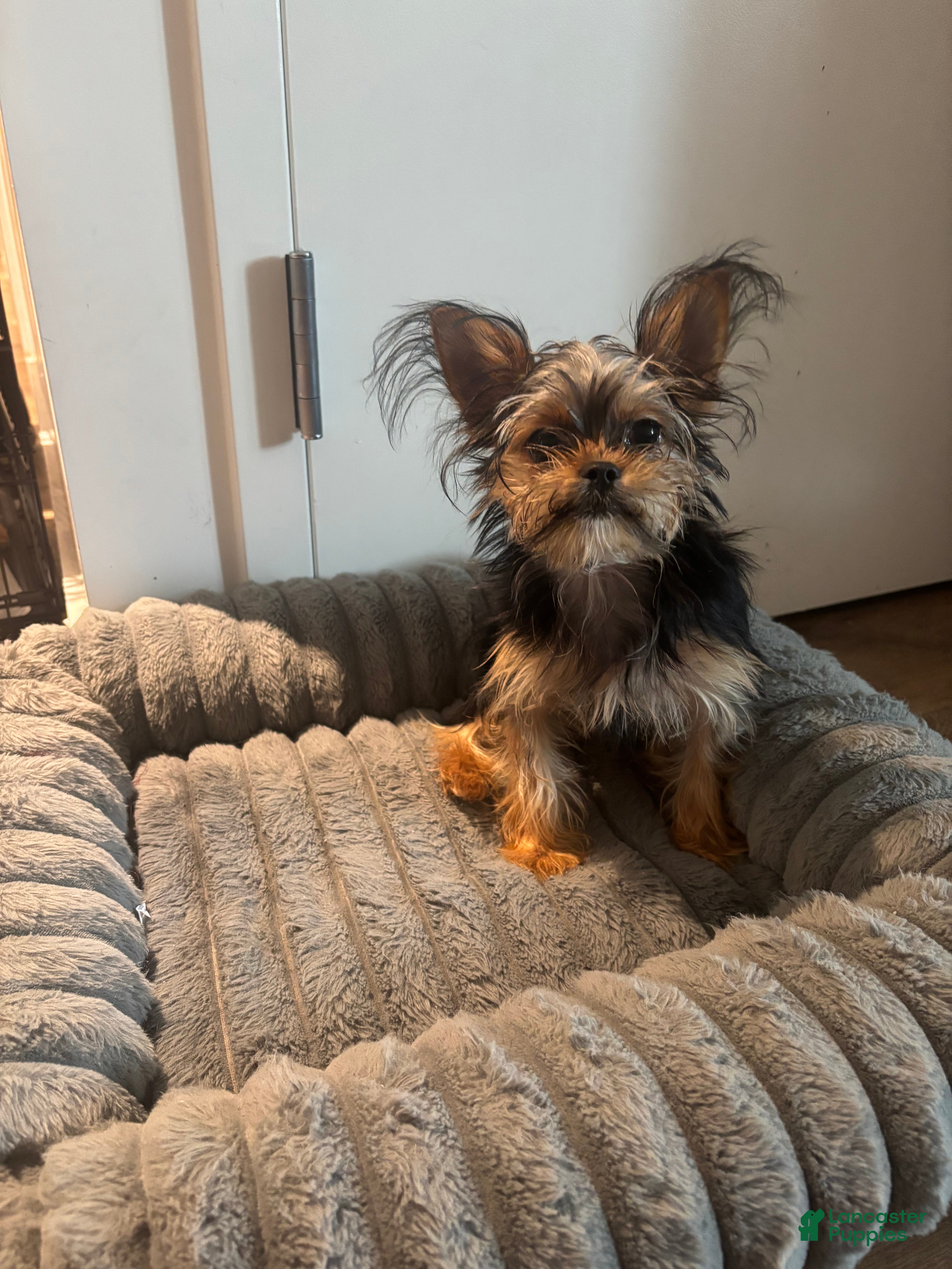 Shorkie dogs Lil Girl - Ad 1