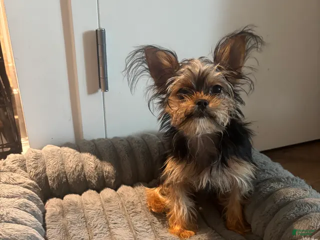 Shorkie dogs for sale: Lil Girl - Ad 2