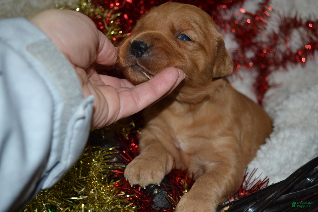 Golden Retriever dogs for sale: Jade - Ad 4