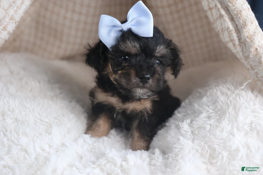 Miniature Poodle dogs for sale: Rosebud (Runt of Litter) - Ad 4