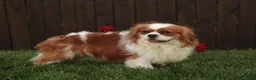 Cavalier King Charles Spaniel dogs for sale: Benjamin  - Ad 7