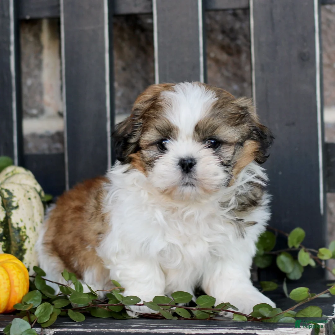 Shih Tzu dogs for sale: Maxwell  - Ad 2