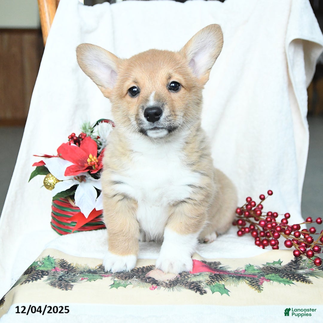 Welsh Corgi Pembroke dogs for sale: Holly - Ad 1