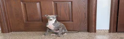 Italian Greyhound dogs for sale: Sammy - Ad 4