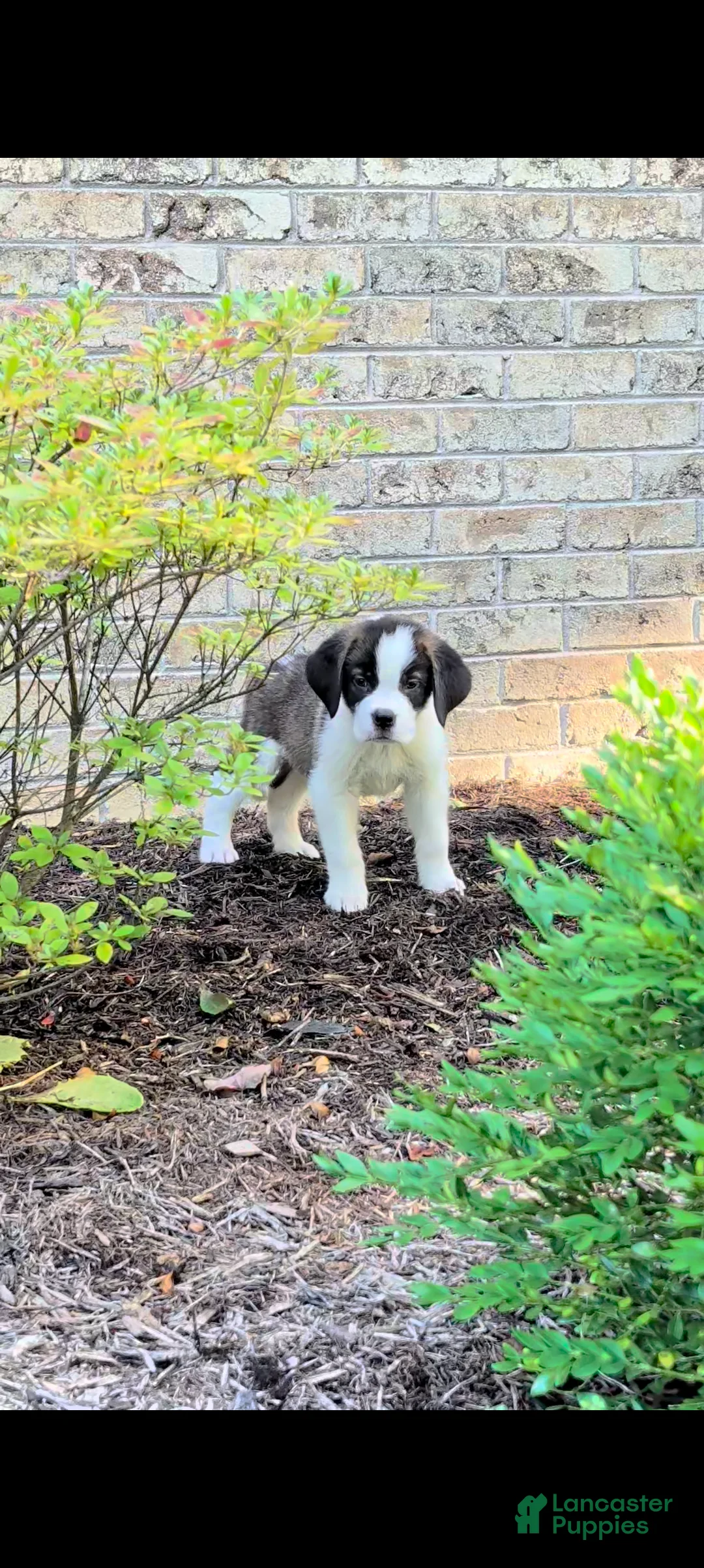 Saint Bernard dogs for sale: Boe - Ad 1