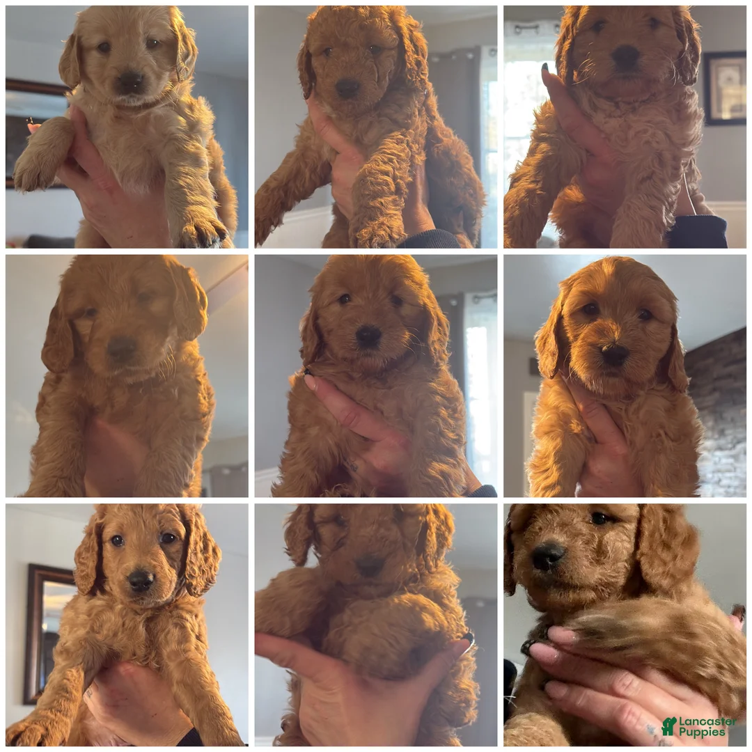 Mini Goldendoodle dogs for sale: Mini Goldendoodle Puppy 1 - Ad 1