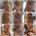 Mini Goldendoodle Puppy 1