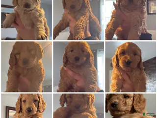Mini Goldendoodle dogs Mini Goldendoodle Puppy 1 - Ad 34