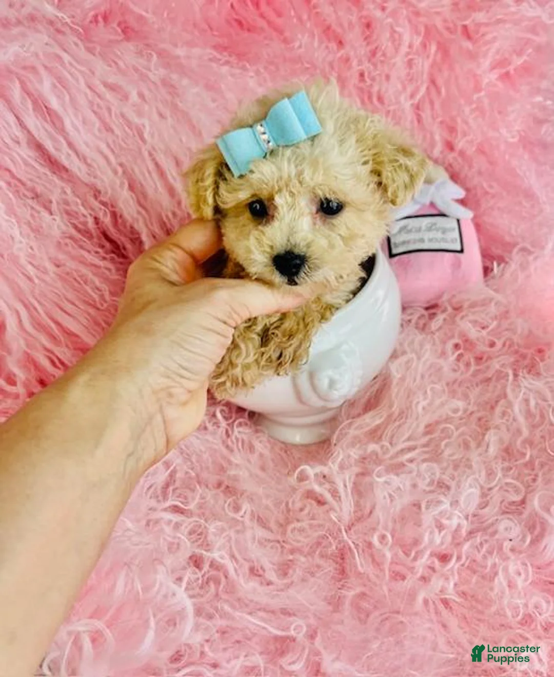 Toy Poodle dogs for sale: Toy Poodle Puppy 1 - Ad 5