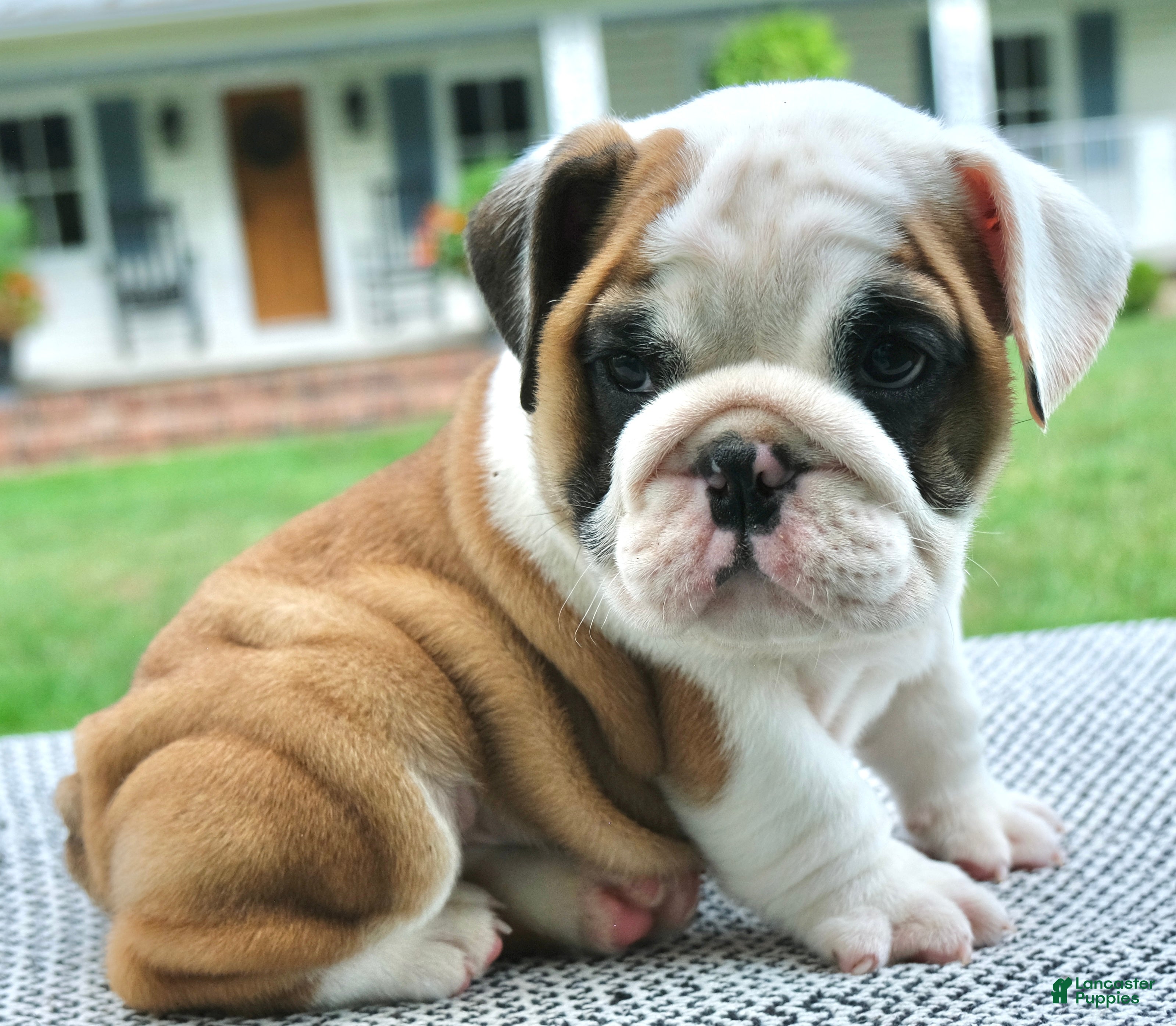 English Bulldog dogs Charlie - Ad 1