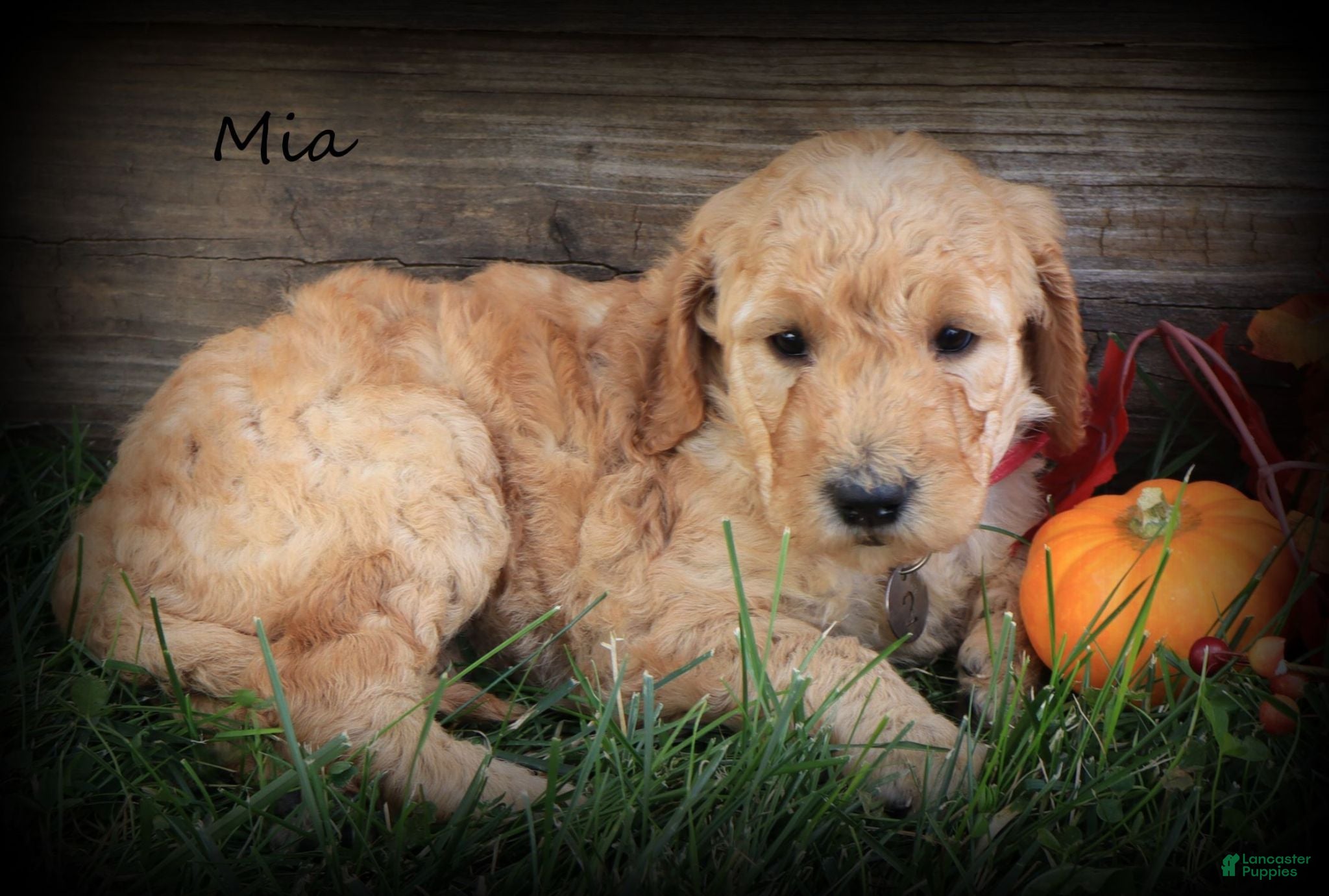 Goldendoodle dogs Mia - Ad 1